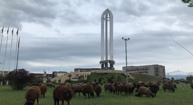 Anıt Müze meraya döndü