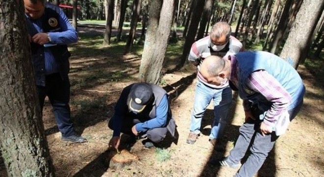Doğu Anadolu’da ormancılık gündemi