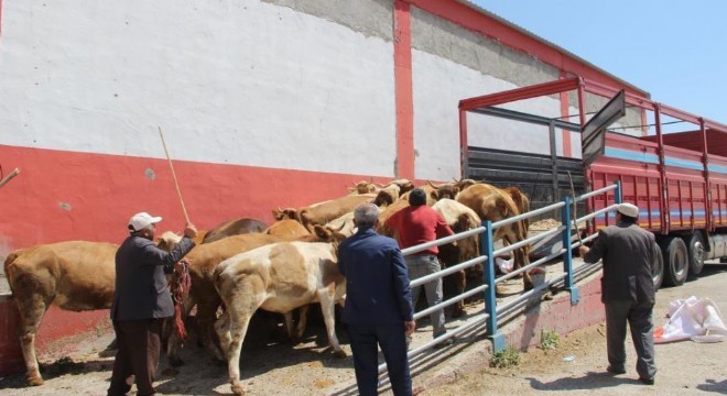 Erzurum dan kurbanlık sevkiyatı başladı