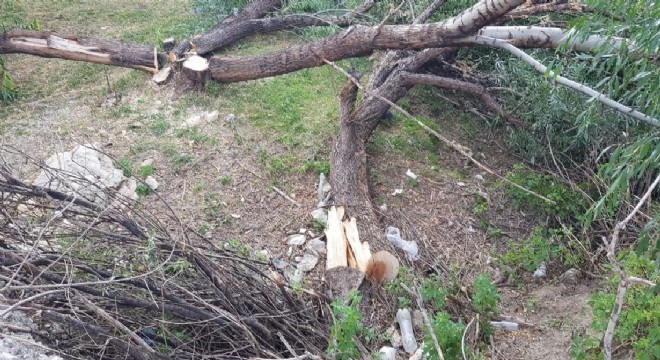 Karasu havzasında ağaç katliamı