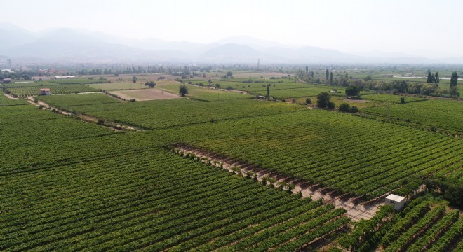 Organik tarımda Erzurum - Muş rekabeti