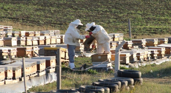 Sıcaklık ve iklim değişikliği bal rekoltesini düşürdü