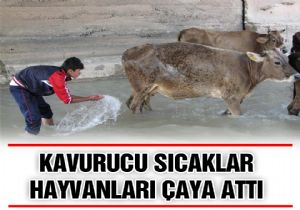 Hayvanlar çayda serinliyor