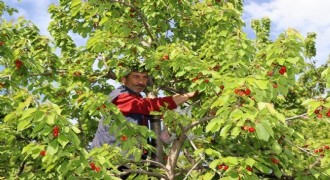 Ayvalı Misafir Kirazında hasat vakti