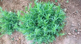 Bayburt tarhununa tescilli coğrafi işaret verildi
