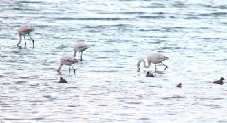 Flamingolar Van Gölü Havzası’na geri döndü