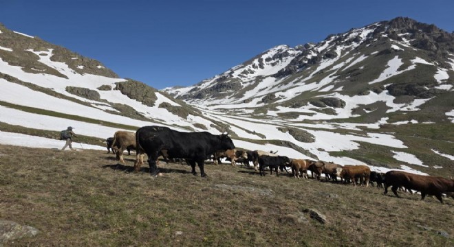 İspir de Karlı tepelerde belgesellik yayla göçü